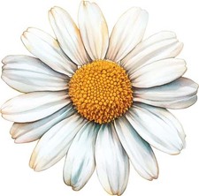 Bunte Gänseblümchen Blume