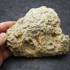 Gastropod Granulolabium sp