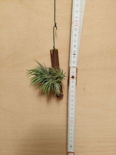 Tillandsia loliacea clump - tillandsia,