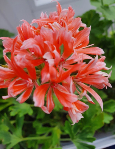Pelargonie geranie formosum - geranie,