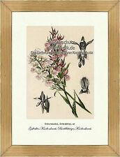 Geflecktes Knabenkraut Breitblättriges Knabenkraut Orchideen Vilmorin A4 202