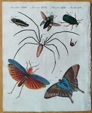 Chinesische insekten bertuch - -,