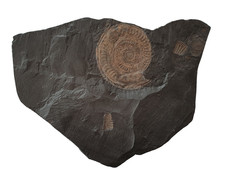 Schieferplatte mit hildoceras - schieferplatte,