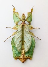 Entomology Taxidermy 
