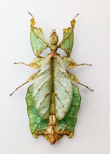 Entomology taxidermy - entomology,