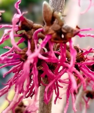 Zaubernuss Hamamelis