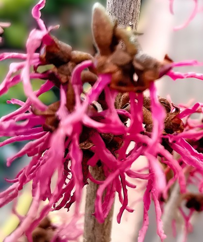 Zaubernuss hamamelis - zaubernuss,