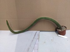 Pilosocereus maxonii, kakteen sukkulenten Kaktus