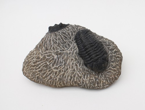 Schöne fossilstufe mit - schöne,