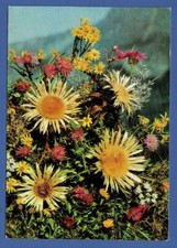 Distel, Silberdistel, Disteln