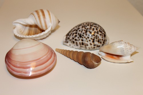 Muscheln deko gemischt - 5,