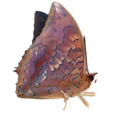 LEPIDOPTERA, NYMPHALIDAE