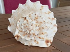 Südsee Muschel Cassis Cornuta