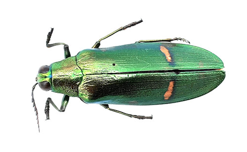 Buprestidae megaloxantha - buprestidae,,