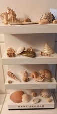 Hübsche Muschelsammlung Schätze des Meeres, Deko für Badezimmer
