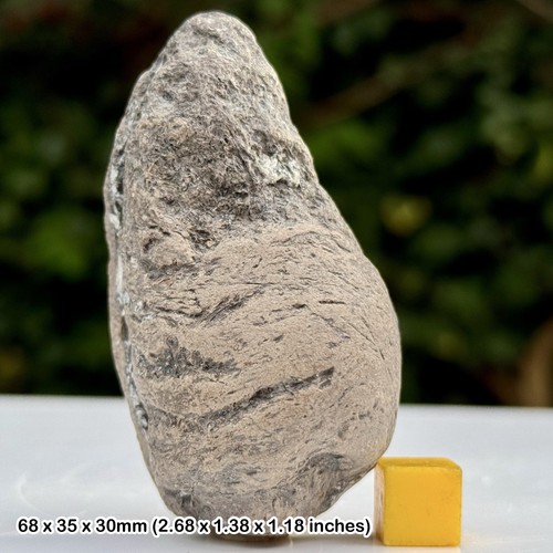 Hai koprolit fossil lower - fossil,