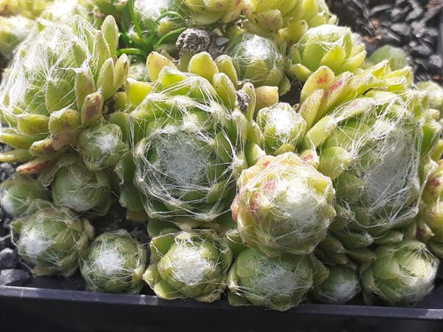 Sempervivum kugelblitz - 5x,