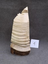 Astholz Treibholz Schwemmholz