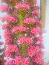 20 Samen vom Roten Teide Riesen Natternkopf