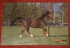 Poster Bild Pferdeposter Pferde Warmblut 