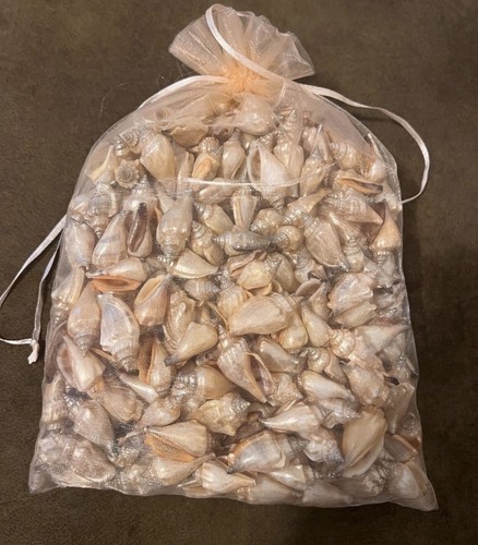 Muscheln zum