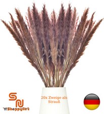 Pampasgras Braun Getrocknet