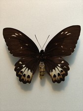 ENTOMOLOGIE, SCHMETTERLING: Ornithoptera Priamus Poseidon