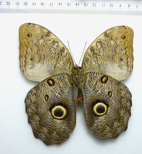 Entomologie schmetterling - entomologie,,