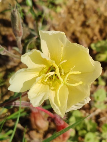 Duftnachtkerze oenothera - duftnachtkerze, (oenothera