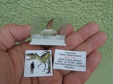 Zahn vom Raptor Deltadromeus