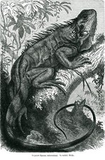 Leguan (Iguana tuberculata)