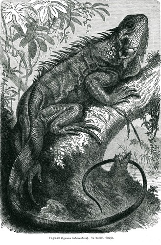 Leguan - , (iguana