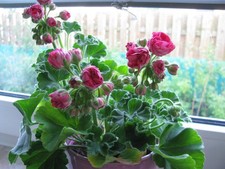 Geranie  Pelargonia Rosalinda 2 Jungpflanzen gut bewurzelt