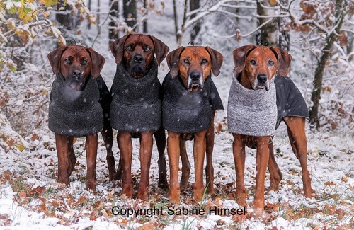 Hundemantel kira perfekte - hundemantel,
