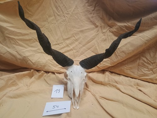 Zackelschaf hörner gehörn - zackelschaf,, hörner,