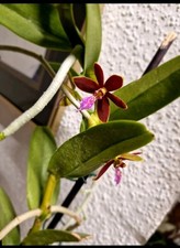 Trichoglottis Atropurpurea Pflanze GROßE PFLANZE