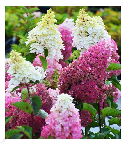 Freiland hortensie fraise - freiland-hortensie, "fraise