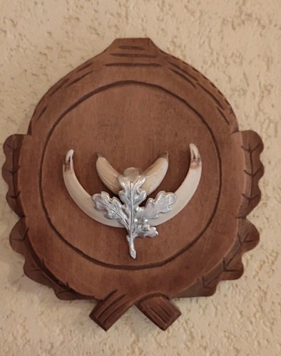 Trophäe wildschweinzähne - trophäe,