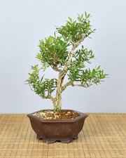 Bonsai Indoor, Chinesischer