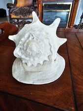 Muschel große Cassis Cornuta