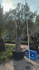 Olea europaea Olivenbaum 350–400cm knorriger Stamm mediterrane XXL Kübelpflanze