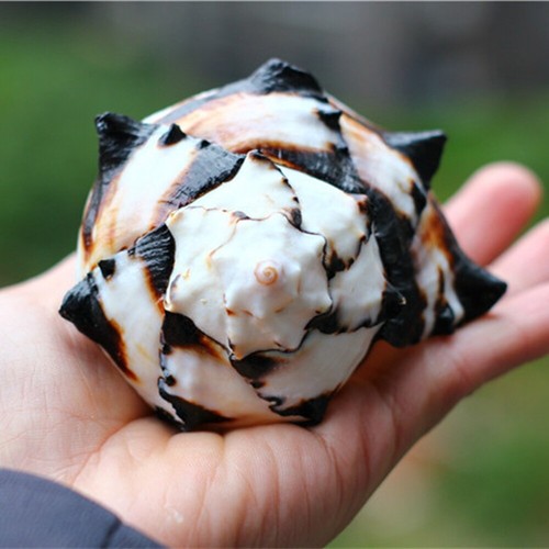 Natürliche black murex shell - natürliche,