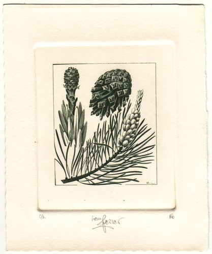 Werner pfeiler - werner,
