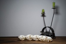 Echter Waschbärschädel – Präparat, Deko, Sammlerstück, Naturalia, Trophäe, Skull