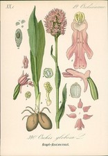Chromolithographie kugeliges - :,
