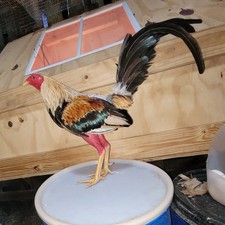 PUERTO RICO 12 Hatching Eggs