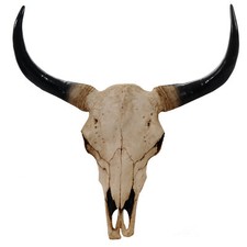 Deko Schädel 64cm, Stier
