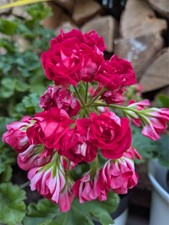 Pelargonie geranie anna - pelargonie,