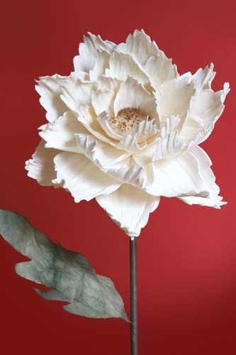 Solar blumen naturmaterial - solar,