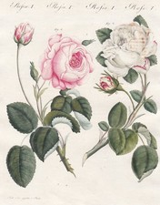 Centifolie Zentifolie Rosen roses Botanik botany Kupferstich Bertuch 1800